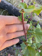 Muehlenbeckia rhyticarya