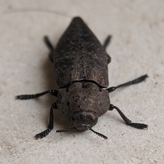 Capnodis tenebricosa