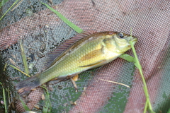 Haplochromis