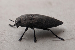 Capnodis tenebricosa