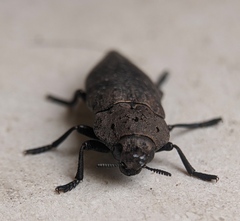 Capnodis tenebricosa