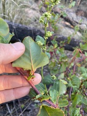 Muehlenbeckia rhyticarya