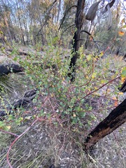 Muehlenbeckia rhyticarya