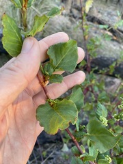 Muehlenbeckia rhyticarya