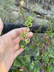 Muehlenbeckia rhyticarya