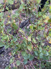 Muehlenbeckia rhyticarya