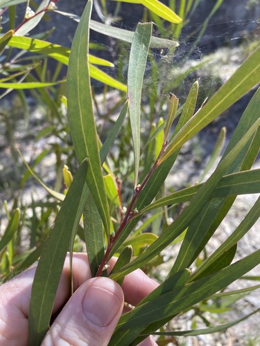 Image of Hakea eriantha by (c) Greg Tasney, some rights reserved (CC BY-SA)