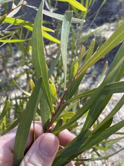 Hakea eriantha