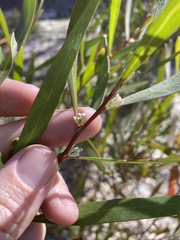 Hakea eriantha