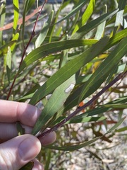 Hakea eriantha
