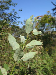 Salix taraikensis