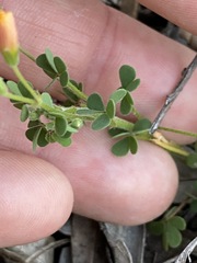 Oxalis chnoodes