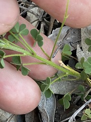 Oxalis chnoodes