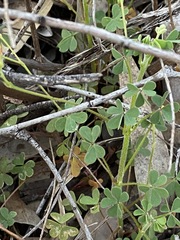 Oxalis chnoodes