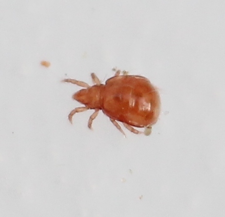 Hypochthonius rufulus