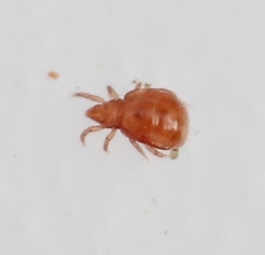Hypochthonius rufulus