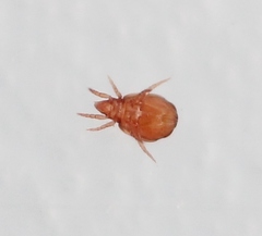 Hypochthonius rufulus