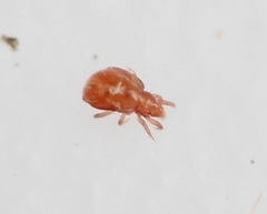 Hypochthonius rufulus