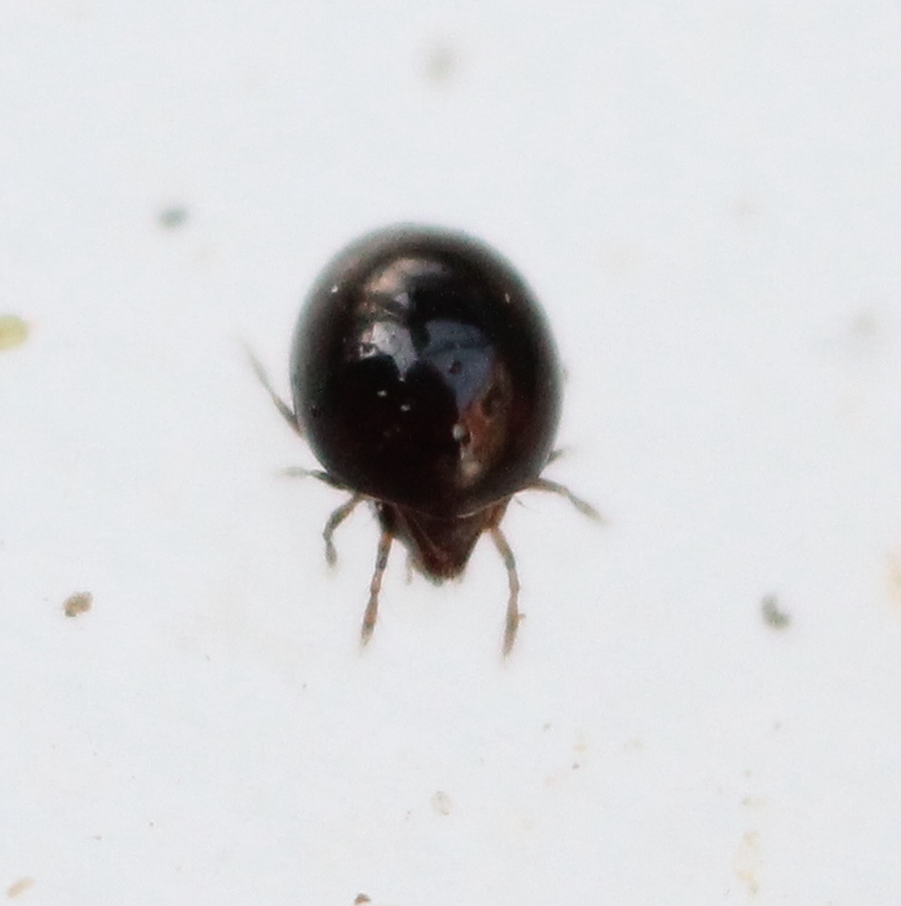 Liacaridae