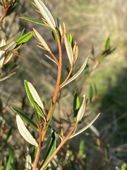 Phebalium graniticola