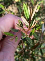 Phebalium graniticola