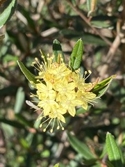 Phebalium graniticola