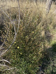 Phebalium graniticola