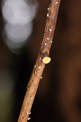 Lachnum lachnoderma