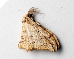 Hyposidra infixaria