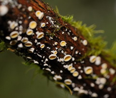 Lachnum lachnoderma