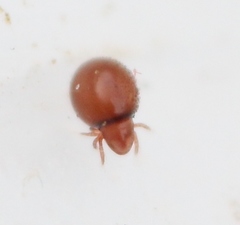 Phthiracarus