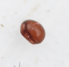 Phthiracarus