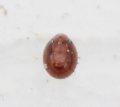 Phthiracarus