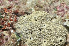 Irciniidae