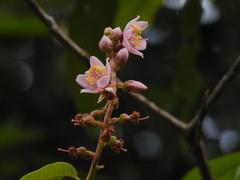 Mahurea palustris