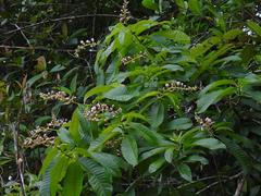 Mahurea palustris