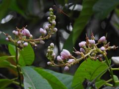 Mahurea palustris