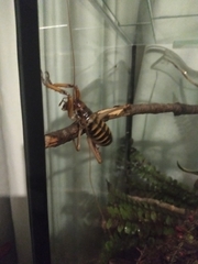 Hemideina crassidens