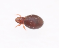 Steganacarus magnus