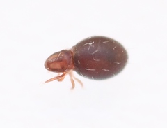 Steganacarus magnus