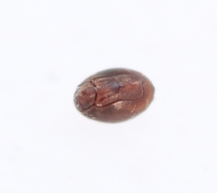 Steganacarus magnus