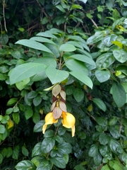 Gmelina philippensis