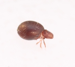 Steganacarus magnus