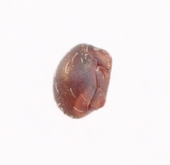Steganacarus magnus