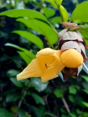 Gmelina philippensis