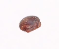 Steganacarus magnus