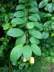Gmelina philippensis