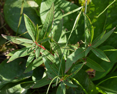 Chamaenerion angustifolium