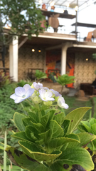 Hydrangea macrophylla