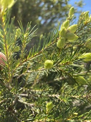 Melaleuca alternifolia